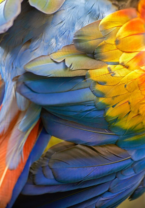 Picture of SCARLET MACAW FEATHERS