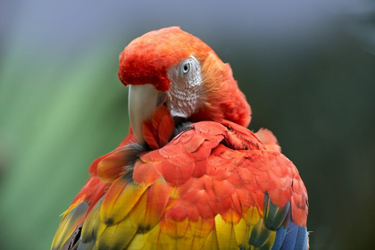 Picture of SCARLET MACAW PREENING I