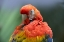 Picture of SCARLET MACAW PREENING I