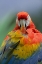 Picture of SCARLET MACAW PREENING II