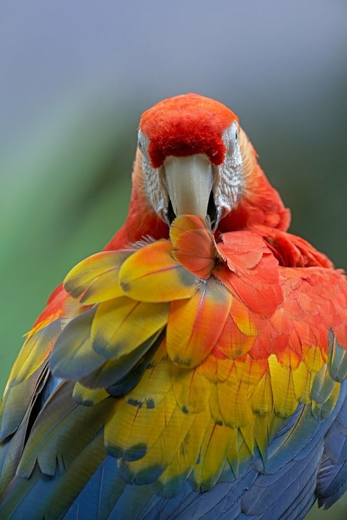 Picture of SCARLET MACAW PREENING II