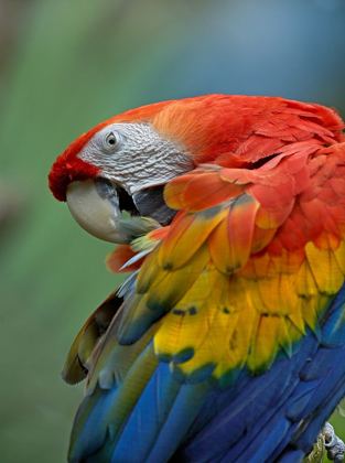 Picture of SCARLET MACAW PREENING III