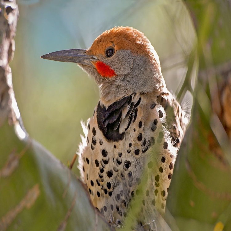 Picture of NORTHERN FLICKER WOODPECKER