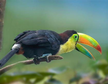 Picture of KEEL-BILLED TOUCAN I