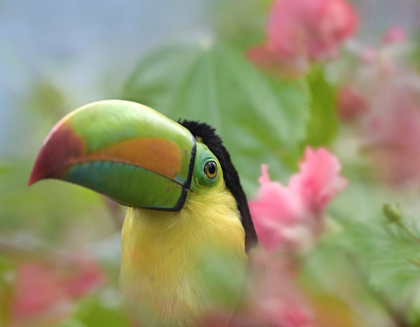 Picture of KEEL-BILLED TOUCAN II