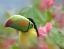 Picture of KEEL-BILLED TOUCAN II