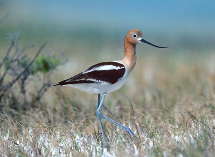 Picture of AMERICAN AVOCET