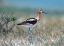 Picture of AMERICAN AVOCET