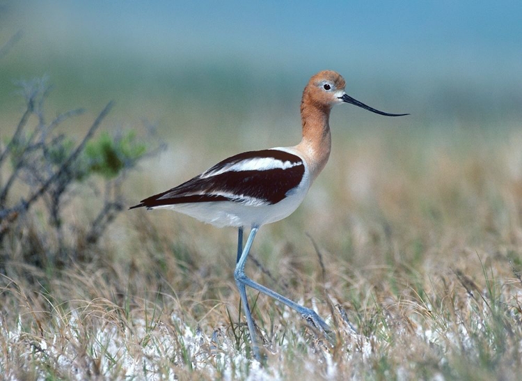 Picture of AMERICAN AVOCET