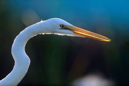 Picture of GREAT EGRET