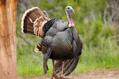 Picture of WILD TURKEY MALE