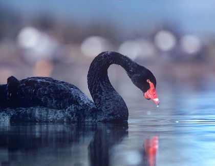 Picture of BLACK SWAN-VANCOUVER-BRITISH COLUMBIA