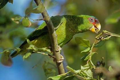 Picture of WHITE-FRONTED PARROT