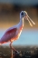 Picture of ROSEATE SPOONBILL