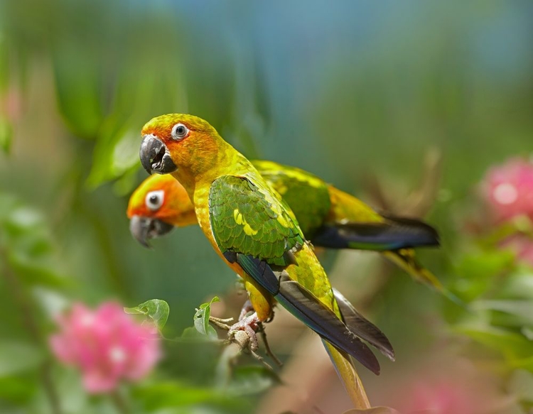 Picture of CONURE PARROTS