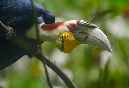 Picture of WREATHED HORNBILL MALAYSIA I