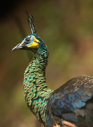 Picture of PEACOCK VI