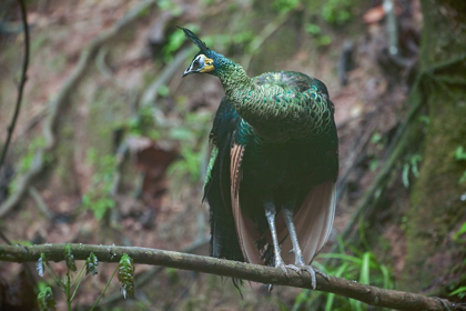 Picture of PEACOCK VII