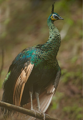 Picture of PEACOCK VIII