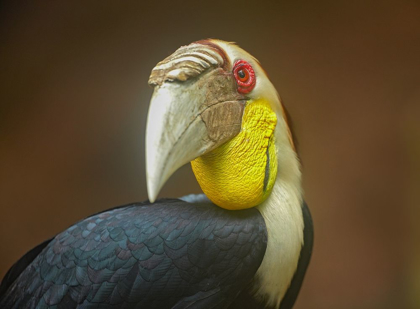 Picture of WREATHED HORNBILL MALAYSIA II
