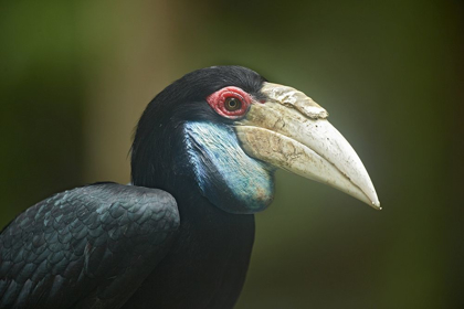 Picture of WREATHED HORNBILL MALAYSIA FEMALE
