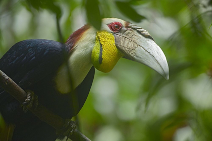 Picture of WREATHED HORNBILL MALAYSIA III