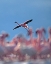 Picture of LESSER FLAMINGO