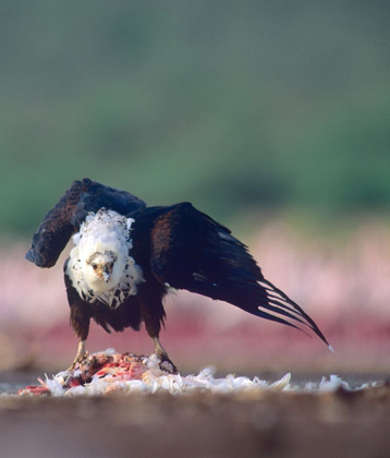 Picture of FISH EAGLE