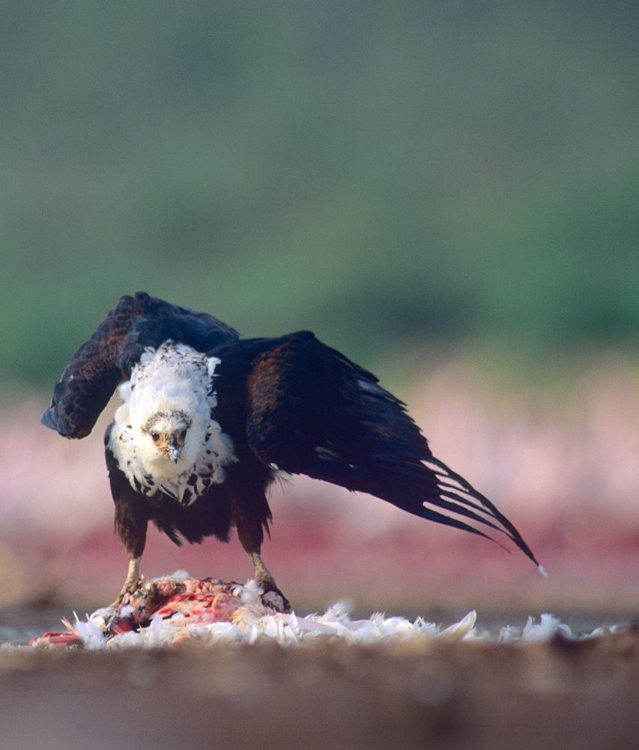 Picture of FISH EAGLE