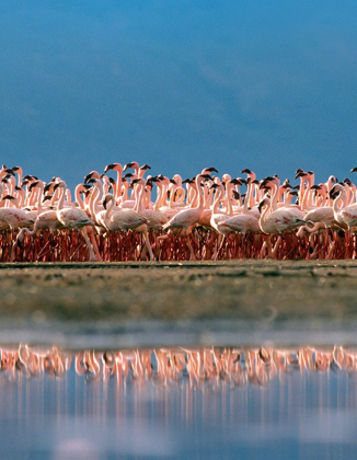 Picture of LESSER FLAMINGOS OVER LAKE MAGADI KENYA