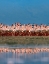 Picture of LESSER FLAMINGOS OVER LAKE MAGADI KENYA