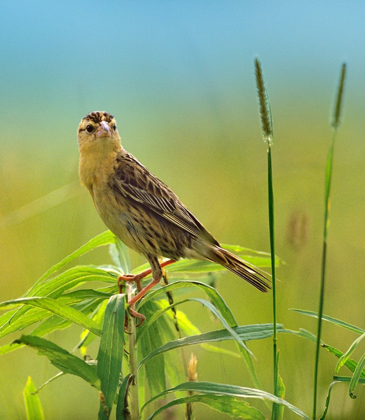 Picture of BOBOLINK FEMALE IN SUMMER MEADOW I
