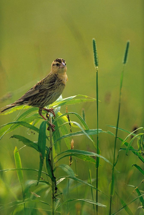 Picture of BOBOLINK FEMALE IN SUMMER MEADOW II