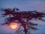 Picture of SECRETARY BIRDS