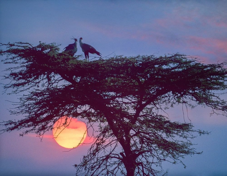Picture of SECRETARY BIRDS