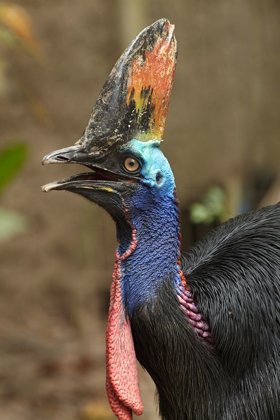 Picture of CASSOWARY