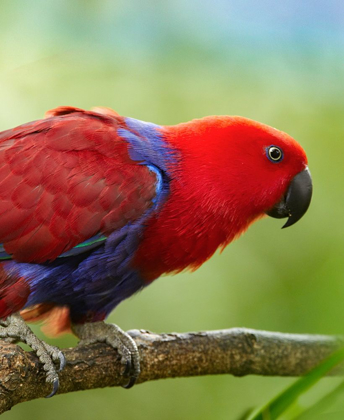 Picture of ECLECTUS PARROT FEMALE