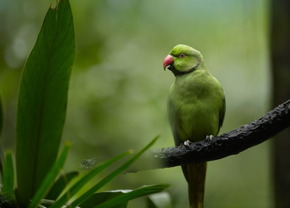 Picture of INDIAN ROSE-RINGED PARAKEET I