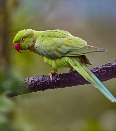 Picture of INDIAN ROSE-RINGED PARAKEET II
