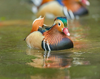 Picture of MANDARIN DUCK MALE I