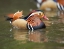 Picture of MANDARIN DUCK MALE II