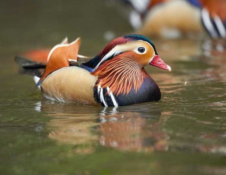 Picture of MANDARIN DUCK MALE II