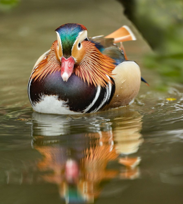 Picture of MANDARIN DUCK MALE III