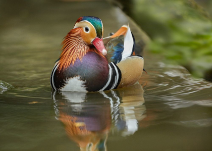 Picture of MANDARIN DUCK MALE IV