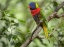 Picture of RAINBOW LORY GREEN NAPED LORY