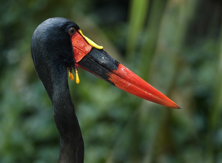 Picture of SADDLE-BILLED STORK-KENYA I