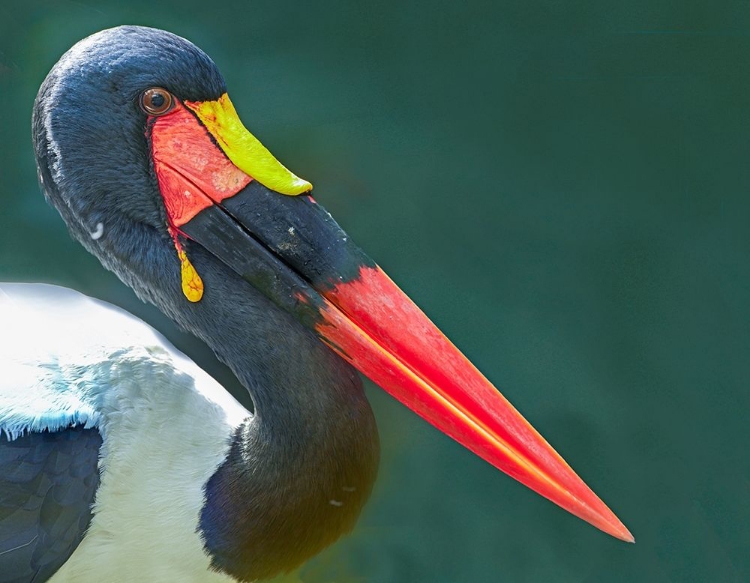 Picture of SADDLE-BILLED STORK-KENYA II