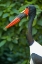 Picture of SADDLE-BILLED STORK-KENYA III