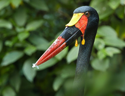 Picture of SADDLE-BILLED STORK-KENYA IV