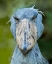 Picture of SHOE-BILLED STORK I